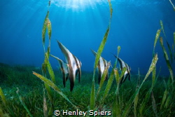 Batfish in the Seagrass by Henley Spiers 